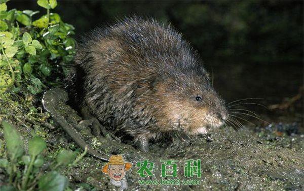 秋冬麝鼠饲管要点
