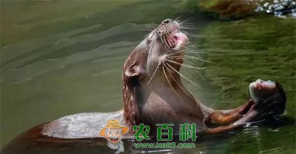 水獭打架争领地输者遮面羞于见人