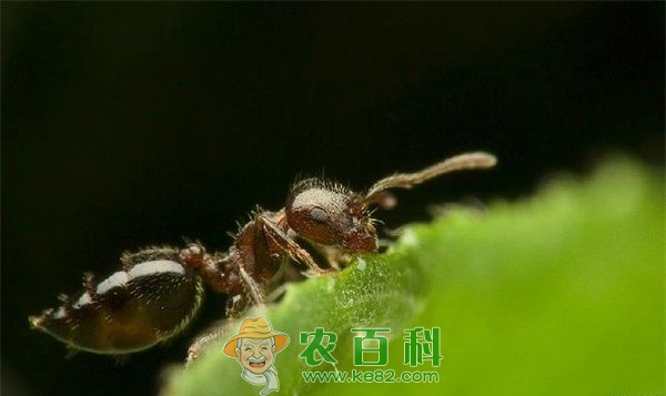 蚂蚁特性详解