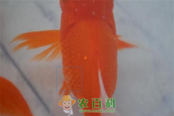 越冬期间金鱼养殖竖鳞病的防治技术 土客网网 越冬期间金鱼养殖竖鳞病的防治技术
