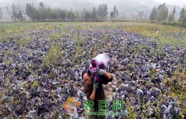 紫甘蓝种植培育壮苗技术