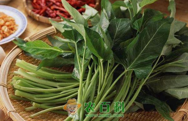 吃空心菜的注意事项--土客网网 吃空心菜的注意事项