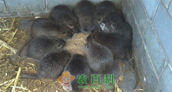 海狸鼠--土客网网 海狸鼠无机盐饲料