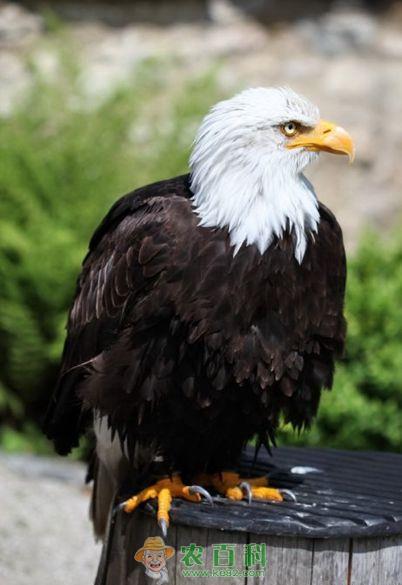 训鹰要严把喂食关