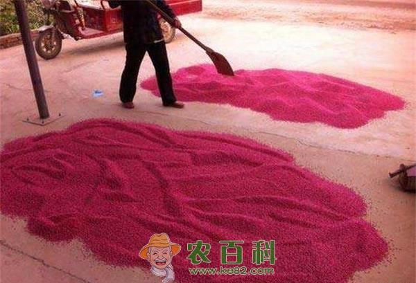 小麦如何科学拌种