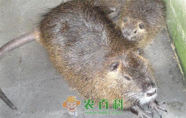 海狸鼠养殖的毛色类型