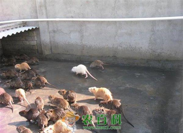 海狸鼠养殖的管理方式
