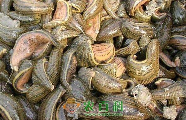 水蛭养殖入门之水蛭苗种选购指南