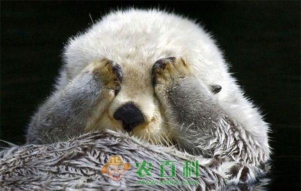 水獭为什么总做出那么萌的动作