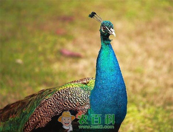 孔雀养殖日粮的设计原则