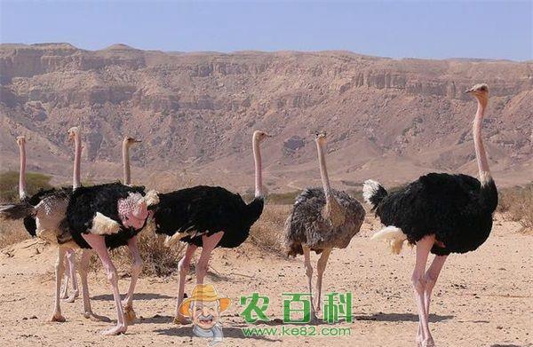 雏鸵鸟的饲养管理