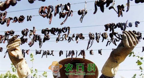 水蛭 北方水蛭养殖技术初探