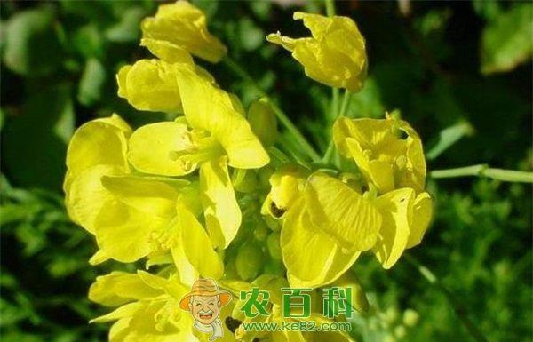 芥末种植之菜蛾的防治