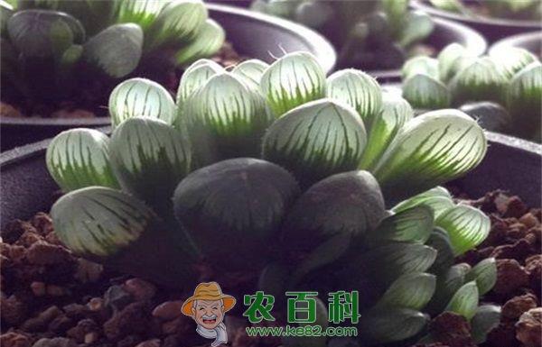 冰灯玉露锈病的防治