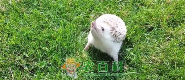 小刺猬白天出行抬头到处嗅