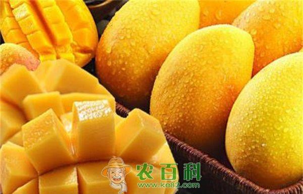 芒果 水果种植:芒果保花保果技术措施