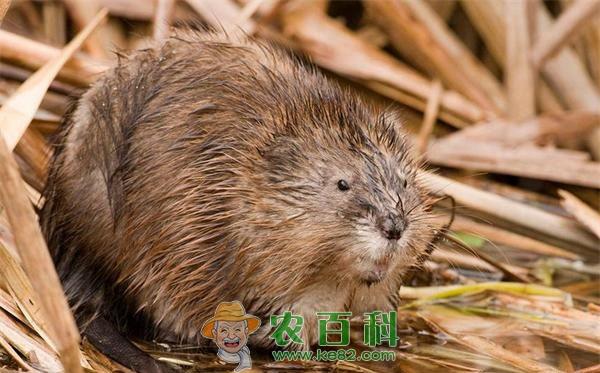 麝鼠养殖的安全高产技术