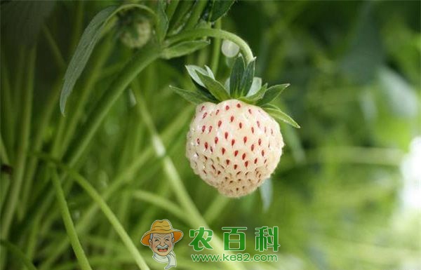 菠萝莓种植之轮斑病防治