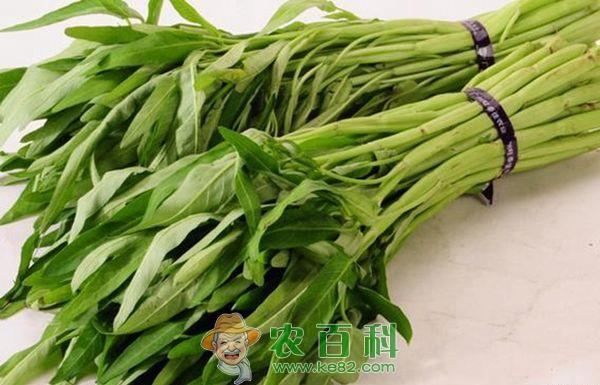 怎么挑选空心菜？