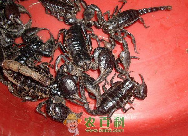 蝎子养殖技术 蝎子养殖技术之10种死亡的常见原因