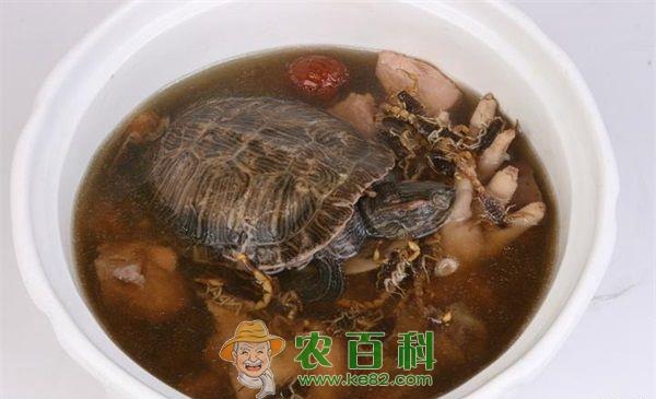 鳄鱼龟“定居”瀑里村