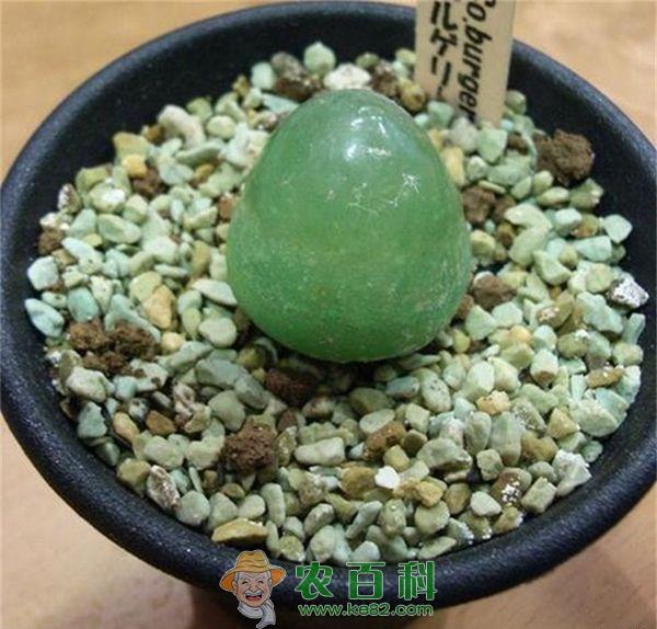 多肉灯泡 多肉灯泡肉锥的养殖方法
