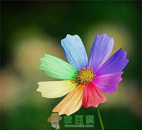 依米花 依米花的生命