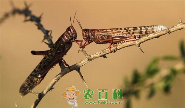 蚂蚱 养了蝗虫又养鸡 双份收益笑眯眯