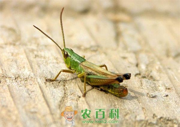 蚂蚱 养蚂蚱走上致富路