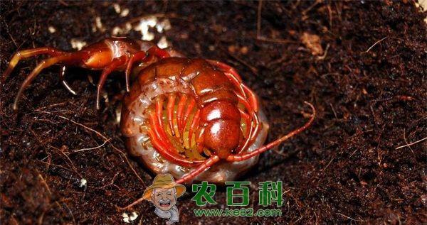 蜈蚣的气管呼吸系统