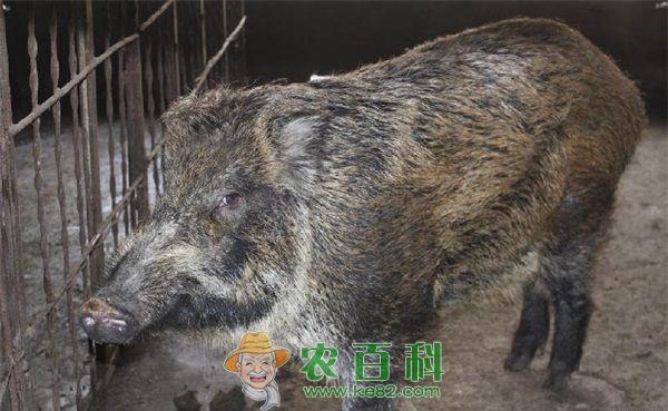 野猪养殖技术 野猪养殖技术种草养野猪的经济价值