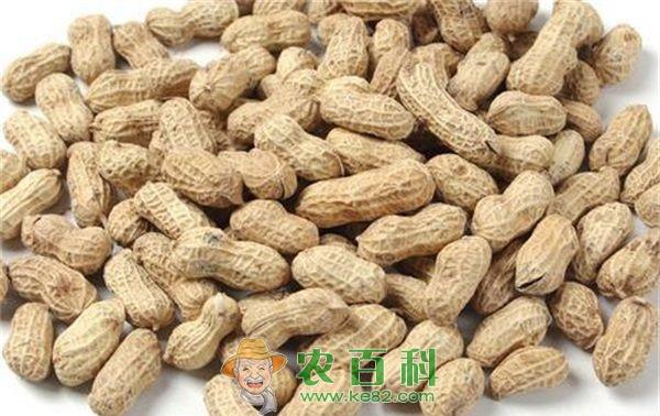 花生冠腐病的发生与预防