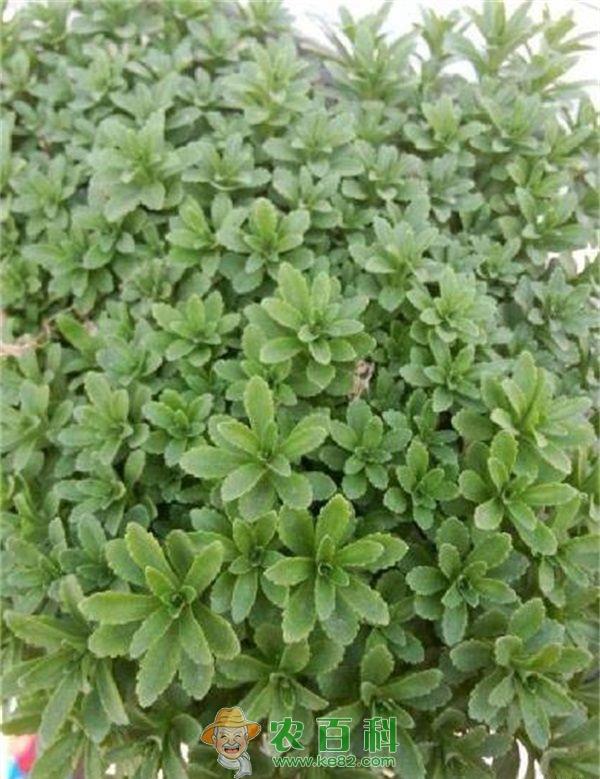 田七花有什么作用