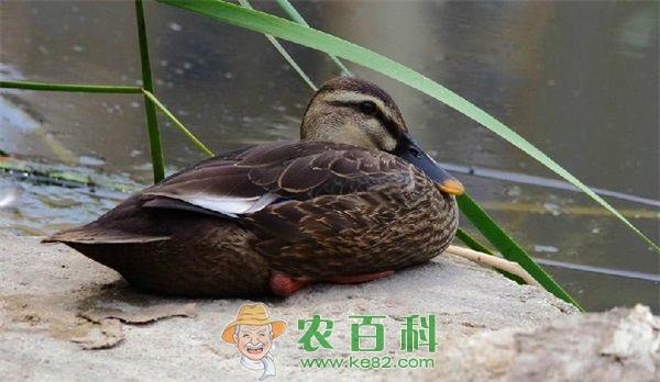 野鸭 绿头野鸭蛋白质的需求