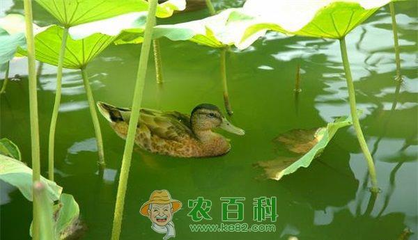 打野鸭 打野鸭