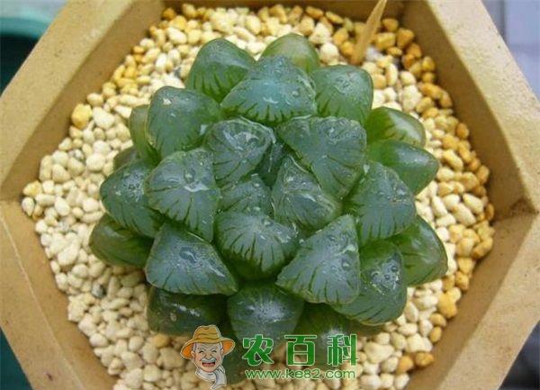 冰灯玉露 冰灯玉露的的家庭栽培