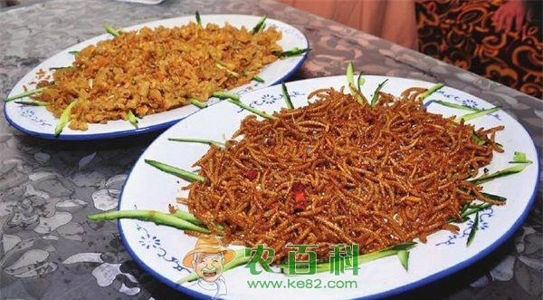 黄粉虫养殖骗局注意两点