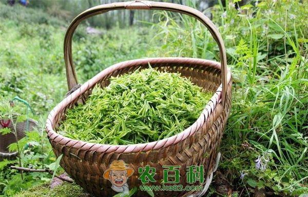 茶叶文化节--土客网网 第二届岳阳茶叶文化节举行