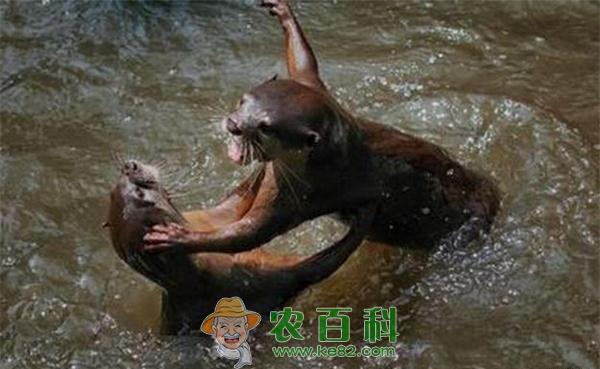 水獭 水獭领地争夺拳击战