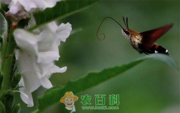 芝麻天蛾的防治方法 土客网网 芝麻天蛾的防治方法