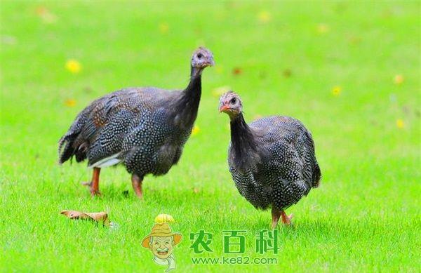 珍珠鸡的经济价值和人工授精技术