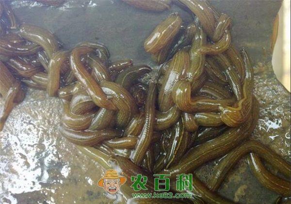 水蛭养殖 北方水蛭养殖