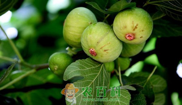 澜石村无花果等您摘 土客网网 澜石村无花果等您摘