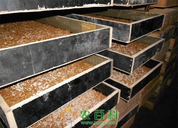 黄粉虫的饲料配方介绍