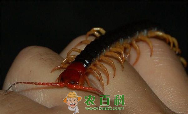 蜈蚣 蜈蚣有没有毒
