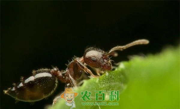 蚂蚁毒性测定