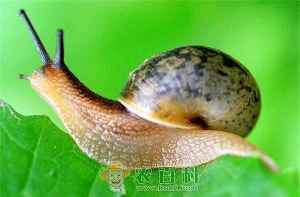 蜗牛是益虫还是害虫