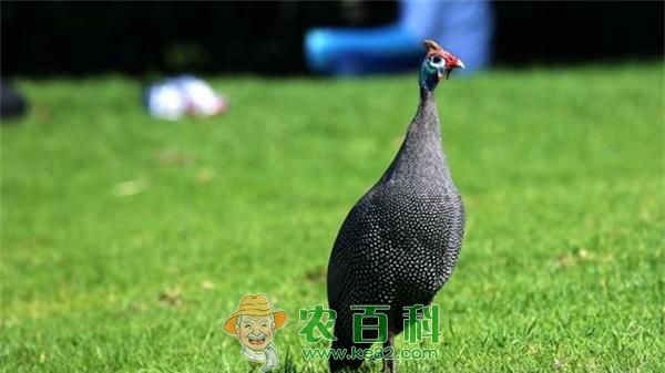 巧用两招珍珠鸡价高不愁销