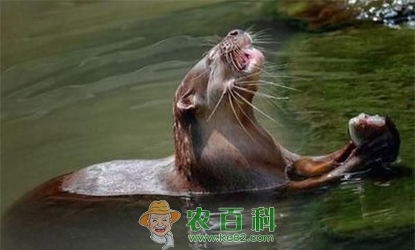 水獭 水獭领地争夺拳击战