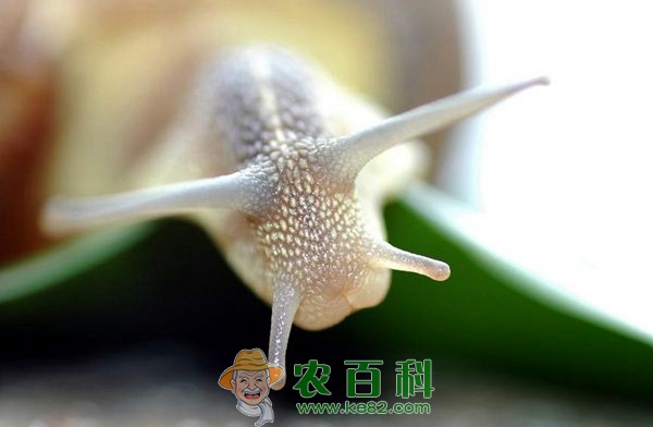 蜗牛 蜗牛的循环系统